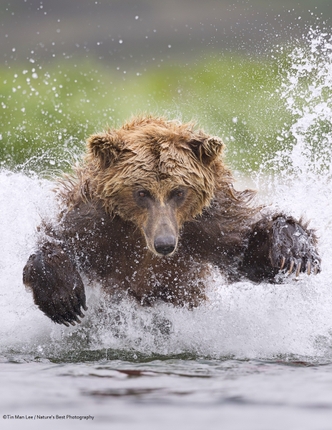 Bear Pouncing in Water