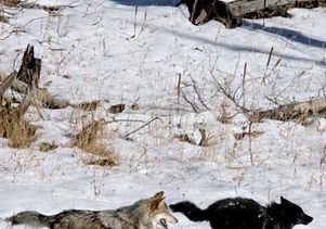 biologists solve mystery of black wolves ucla how a wolf pack works