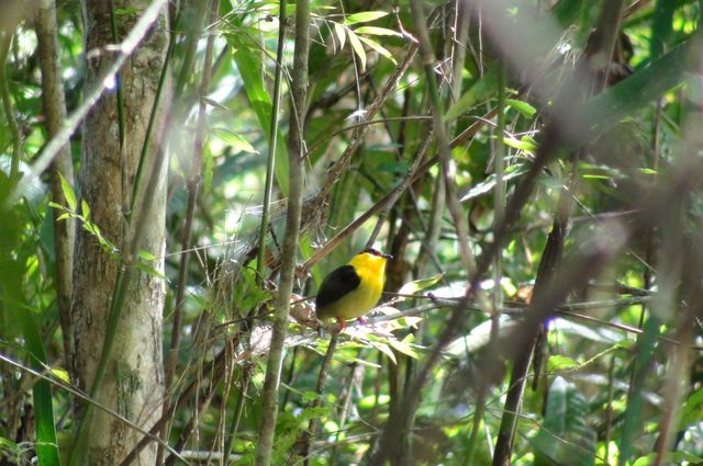 Golden-collared manakin