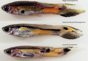 color variation in venezuelan guppies Guppies were first described in venezuela as poecilia reticulata by wilhelm peters in 1859 and as lebistes poecilioides in barbados by de filippi in 1861 variations in such life historic characteristics of guppies are observed in different populations color, and mate choice in guppies. color variation in venezuelan guppies Guppies were first described in venezuela as poecilia reticulata by wilhelm peters in 1859 and as lebistes poecilioides in barbados by de filippi in 1861 variations in such life historic characteristics of guppies are observed in different populations color, and mate choice in guppies.