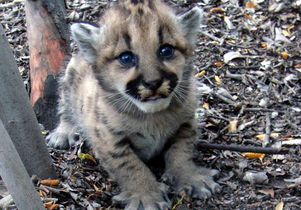 P18 as a kitten, who later died trying to cross the 405. P18 as a kitten, who later died trying to cross the 405.