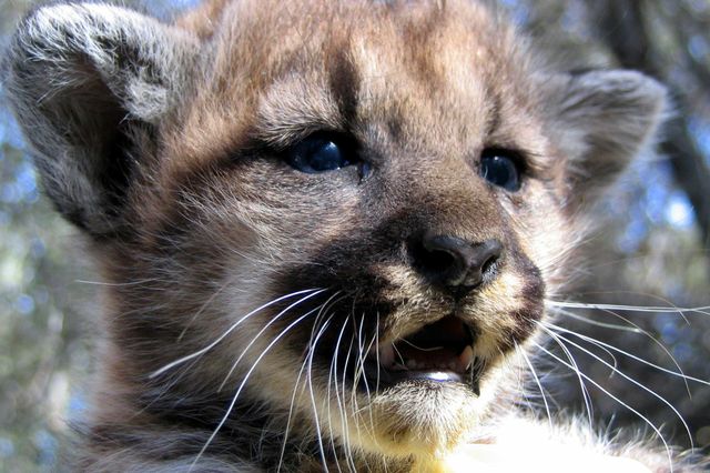 P8 as a kitten, before his father killed his mother. P8 as a kitten, before his father killed his mother.