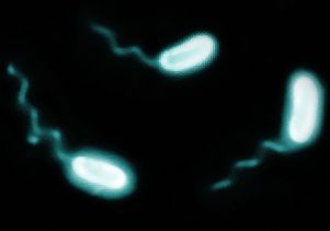 Vibrio bluish