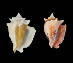 Caribbean fighting conchs