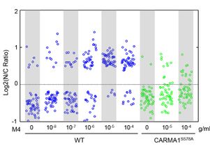 Graph of B cell reactions