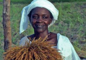 African rice photo