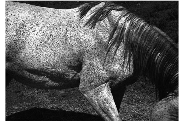 Whitney Hubbs - Horse