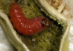 Bollworm caterpillar