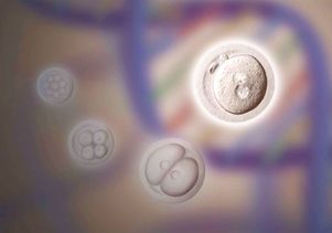 Stem cells