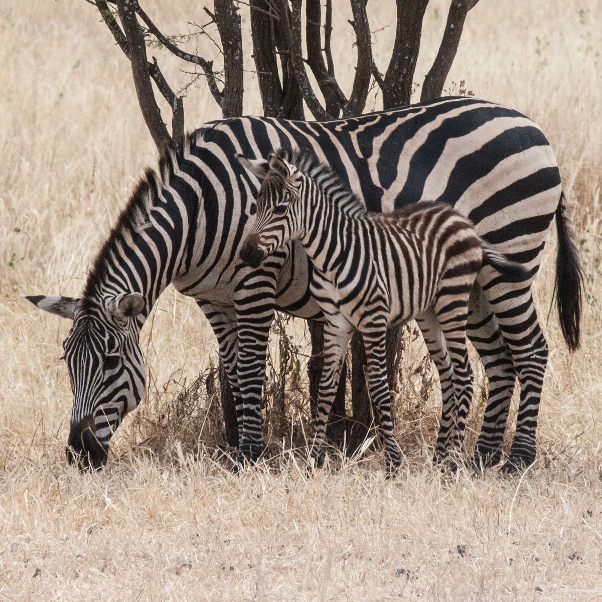 the myth of how the zebras got their stripes How the zebra got its stripes has 79 ratings and 12 reviews children will enjoy the histarical ways the zebras think they got their stripes,. the myth of how the zebras got their stripes How the zebra got its stripes has 79 ratings and 12 reviews children will enjoy the histarical ways the zebras think they got their stripes,.