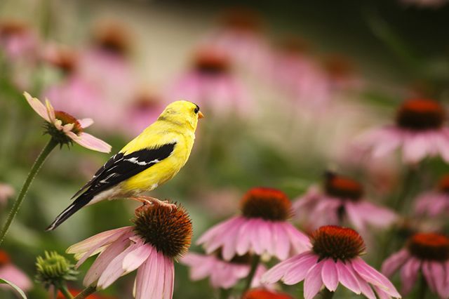 American goldfinch
