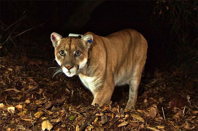 P-22 mountain lion