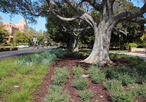 Drought-resistant vegetation planted on a median between Murphy Hall and the UCLA School of Law.