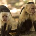 Capuchin monkeys in Costa Rica