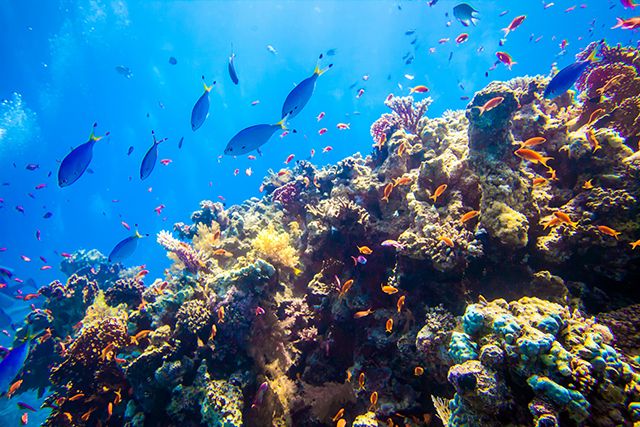 Underwater reef photo Temple, Red Sea