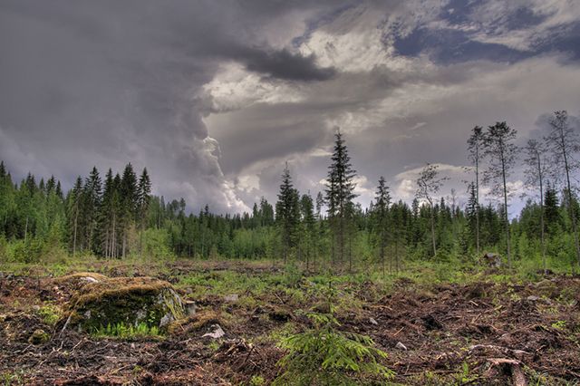 Clear cut forest in Finland