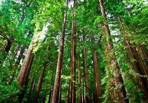 Redwood forest Redwood forest