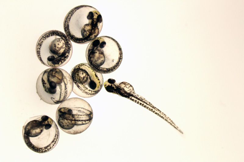 Chemical used to replace BPA in plastic accelerates embryonic