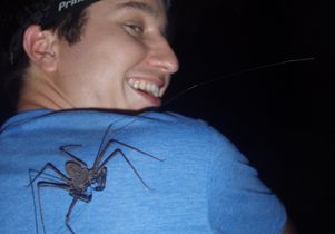 Kenneth Chapin whip spider