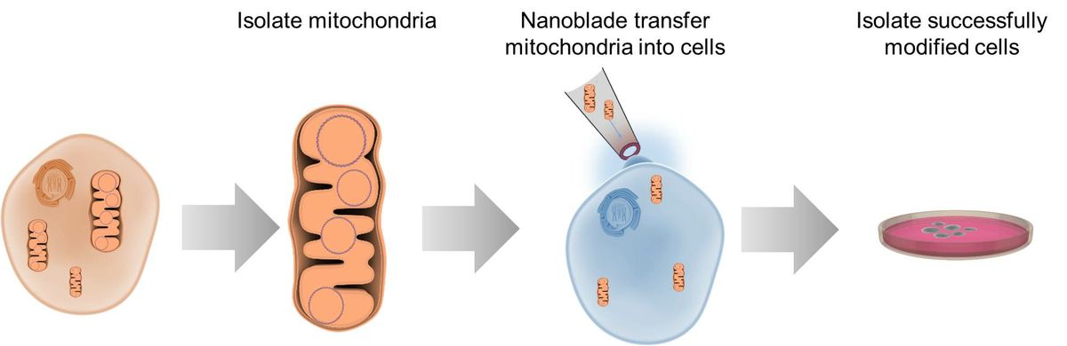 This diagram illustrates the process of transferring mitochondria between cells using the nanoblade technology.