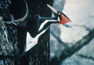 Ivory-billed woodpecker. Ivory-billed woodpecker