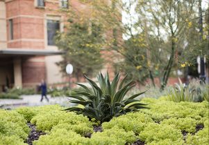 Landscaping around the UCLA Meyer and Renee Luskin Conference Center