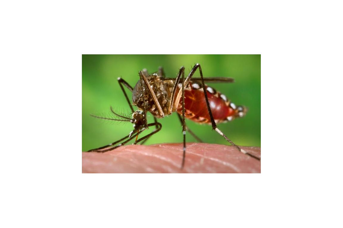 Aedes aegypti mosquito