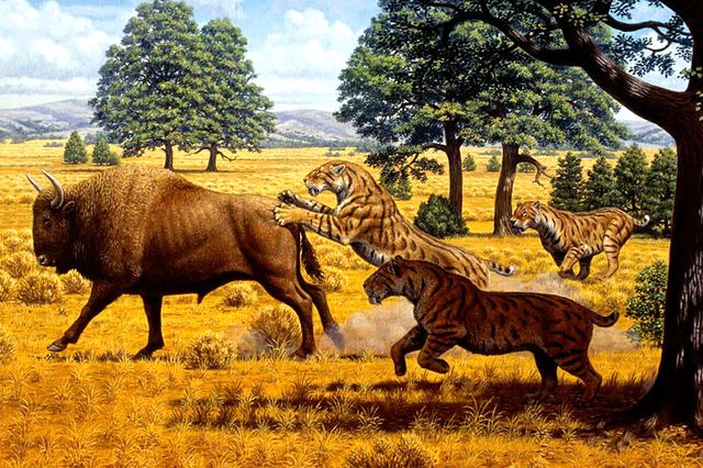 Saber-toothed cats and bison illustration