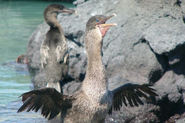 Galapagos cormorant