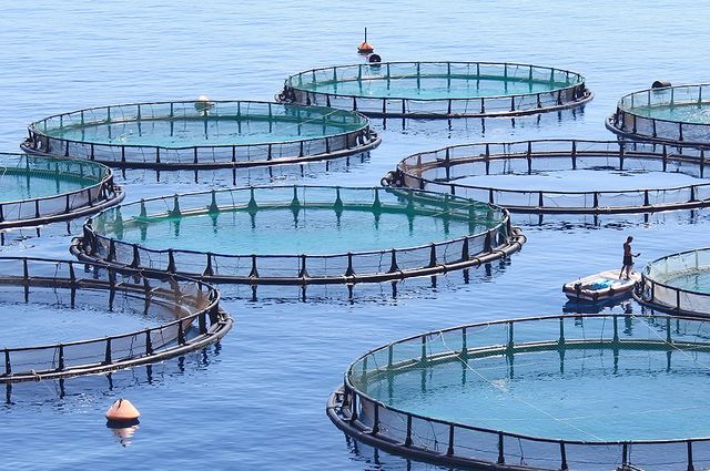 Aquaculture