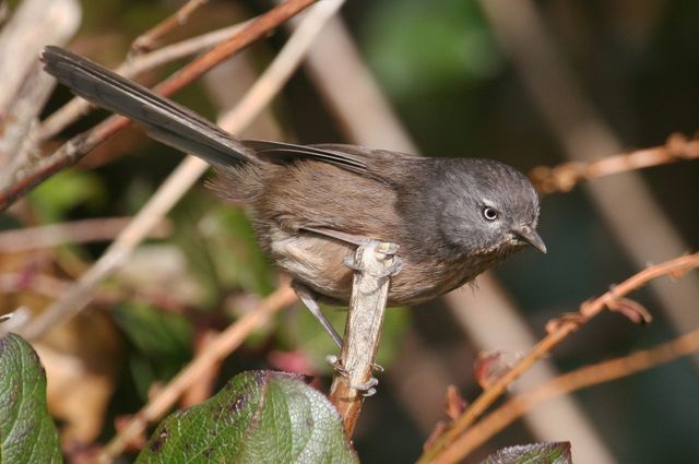 Wrentit