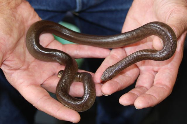 Northern rubber boa