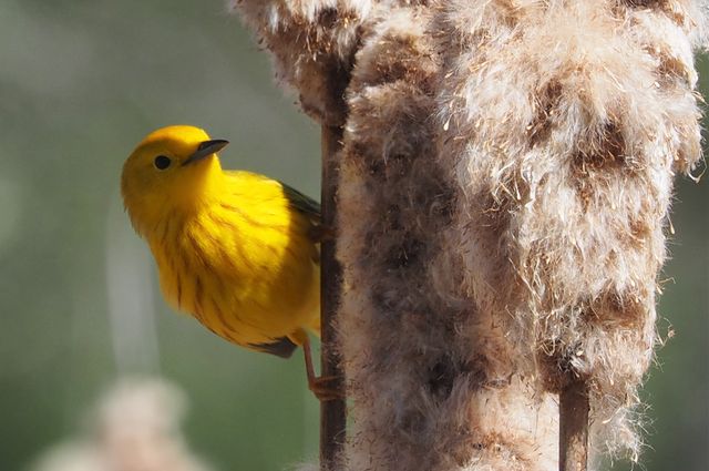 Yellow warbler