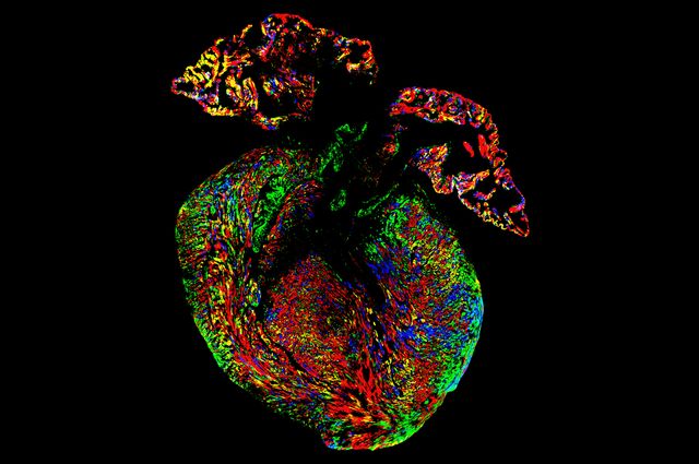Mouse heart with Rainbow