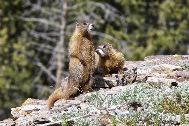 Marmots