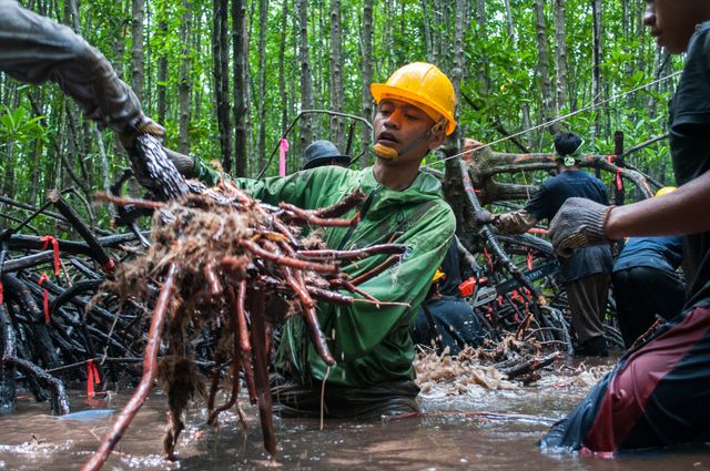 Mangrove roots caption needed Man pulls up mangrove roots for carbon stock assessment during low tide.