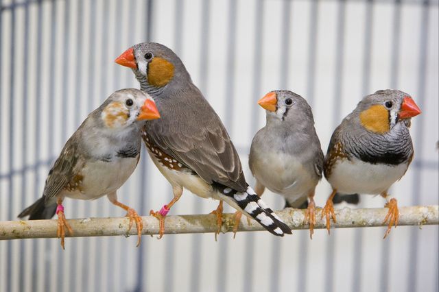 Zebra finches