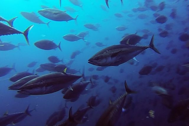 Northern bluefin tuna