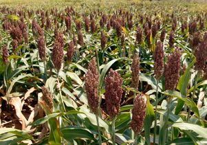 Sorghum growing