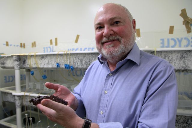 Researchers have found a way to transfer memories in snails via injection