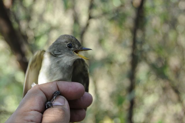 Willow flycatcher perched on a hand