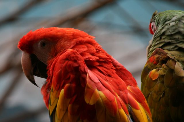 Parrot