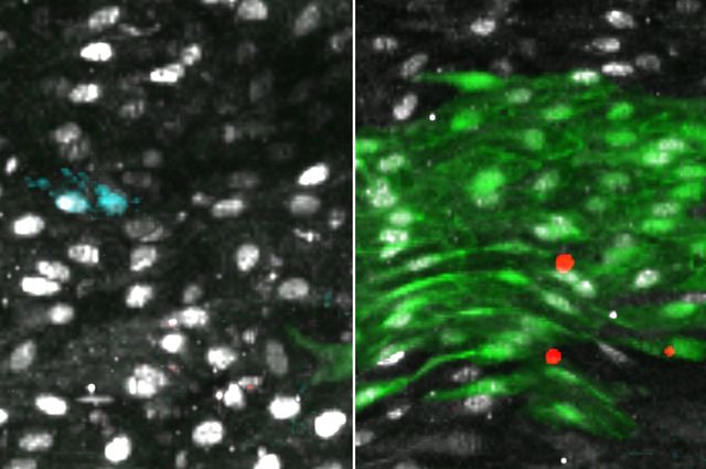 Aorta regeneration cell