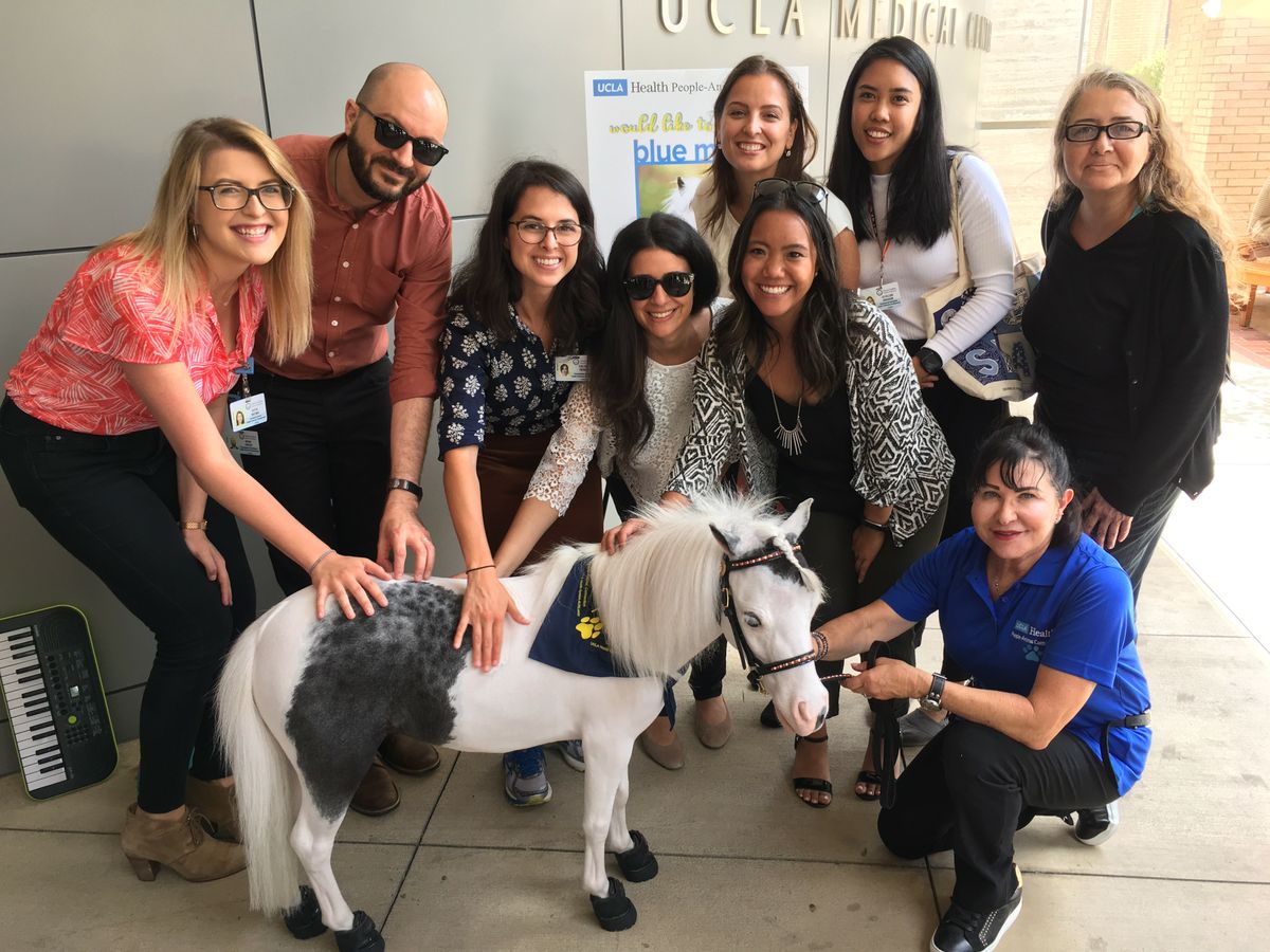 Blue Moon, the mini-horse, visits with the development staff at UCLA Health. Blue Moon, the mini-horse