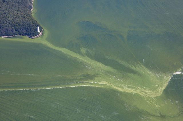 Harmful algal bloom NOAA