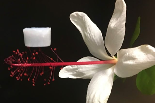Ceramic aerogel on flower