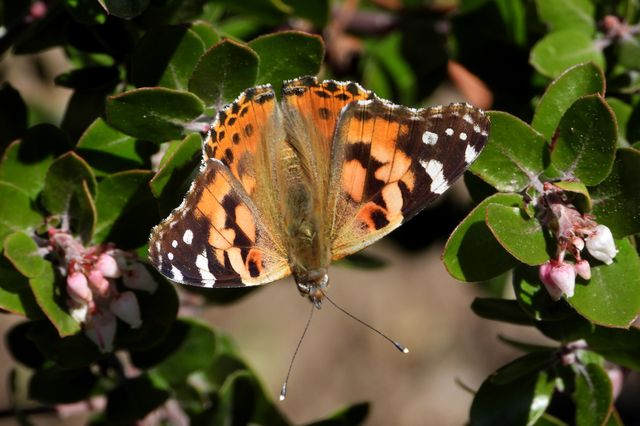 Painted lady butterfly at UCLA