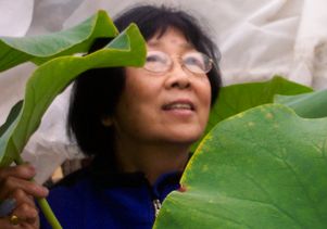 Jane Shen-Miller with the ‘sacred lotus’