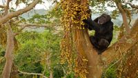Kibale Chimp