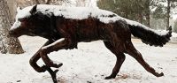 Snowy Lobo